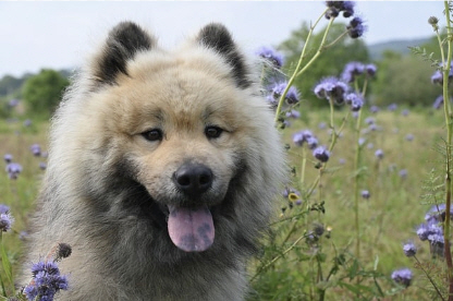 A close-up of a fluffy dog with a grayish coat, standing in a field of purple wildflowers, looking content.