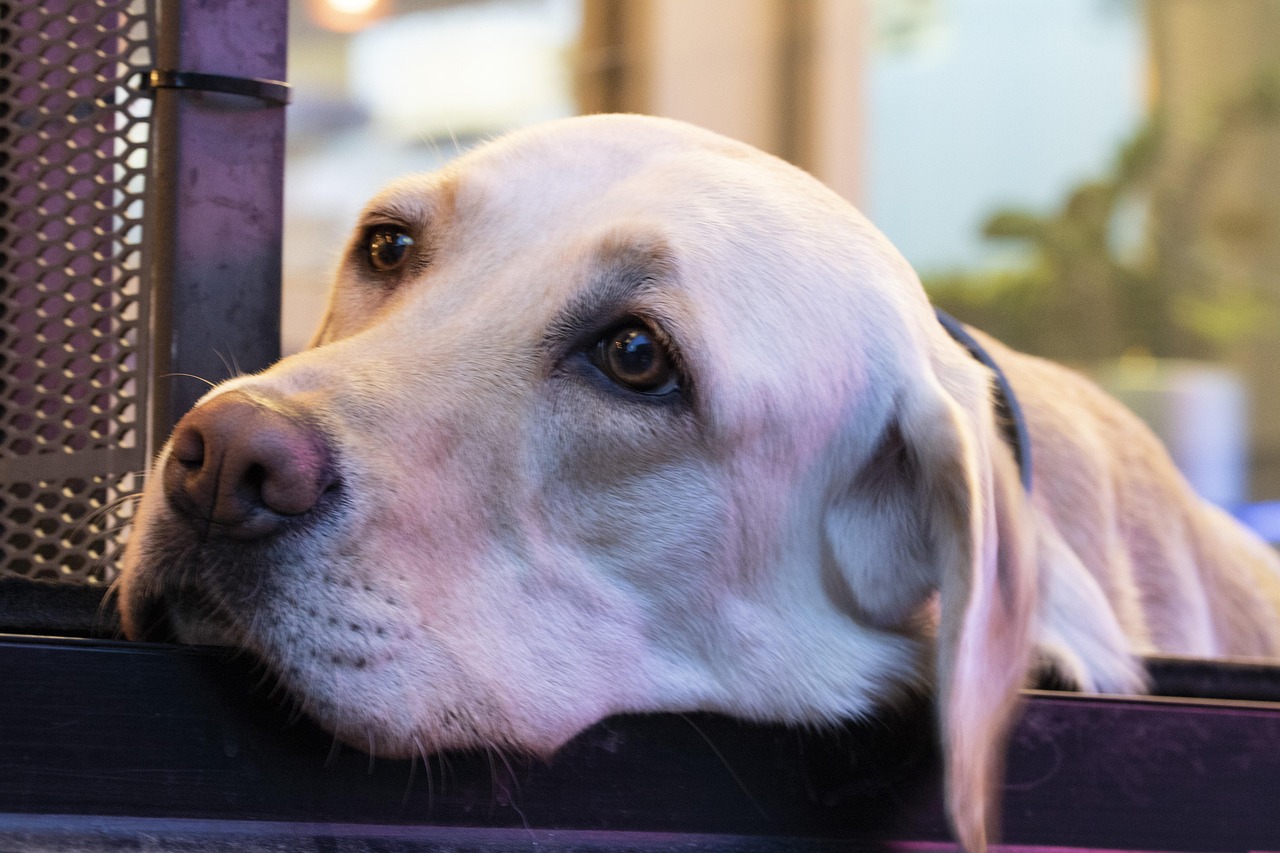 A close-up of a pale yellow dog resting its chin on a surface, looking contemplative with soft lighting in the background.