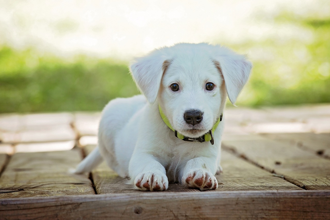 A cute white puppy lying on wooden planks, looking directly at the camera with a curious expression.
