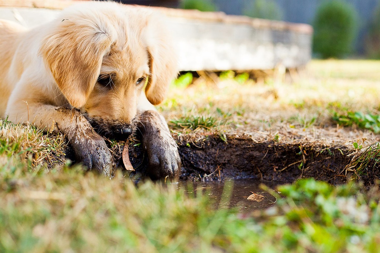 A golden retriever puppy with muddy paws is curiously examining a small puddle on the ground.