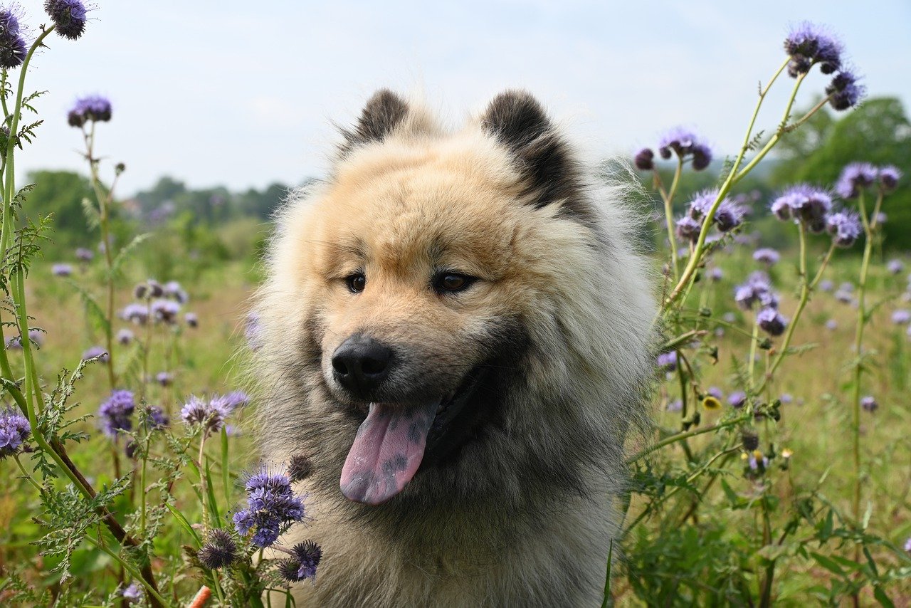 Close-up of a dog with fluffy fur, sitting among purple flowers in a field.