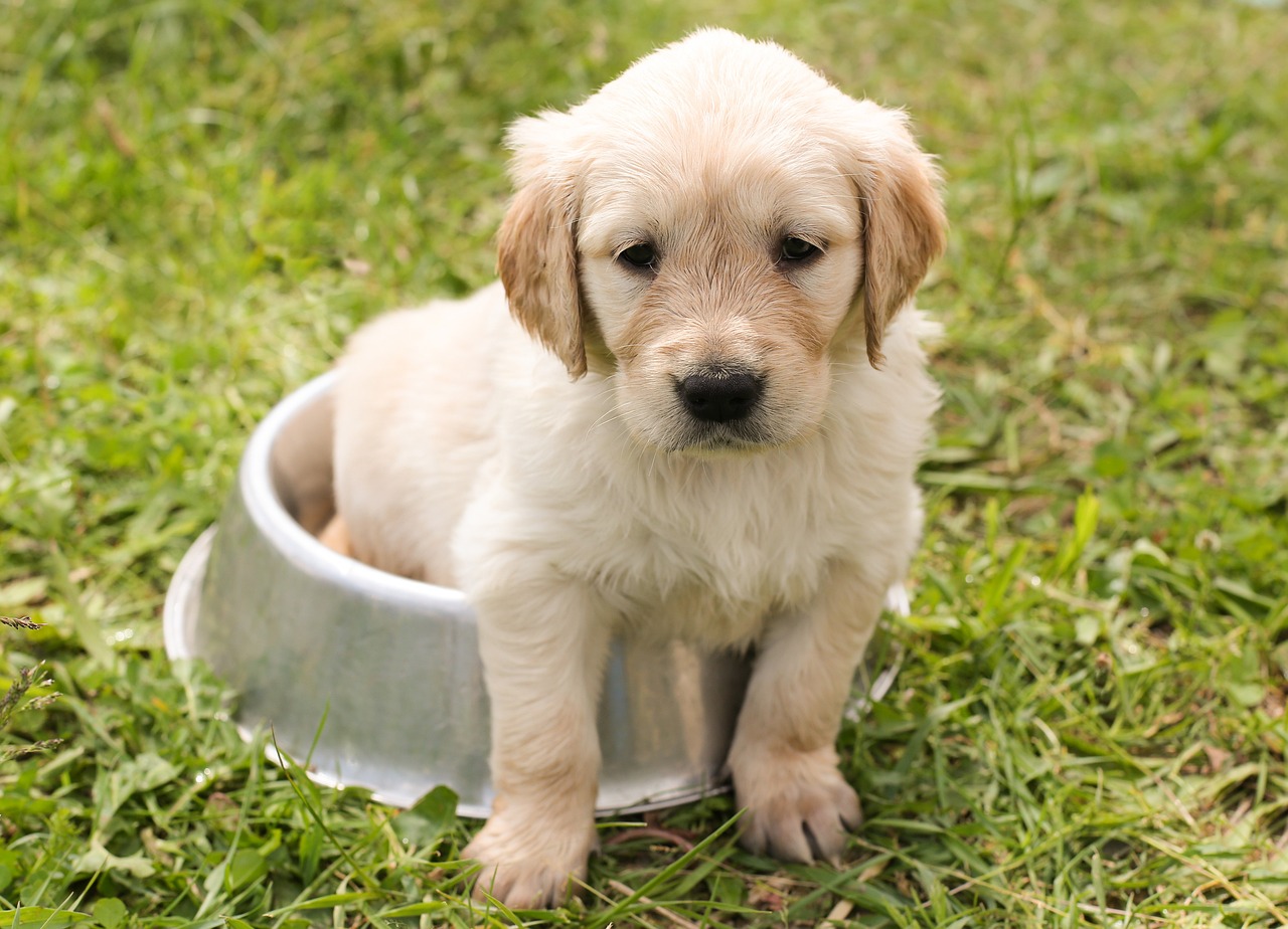 A playful golden retriever puppy sitting in a metal dog bowl on grass, looking curiously at the camera.