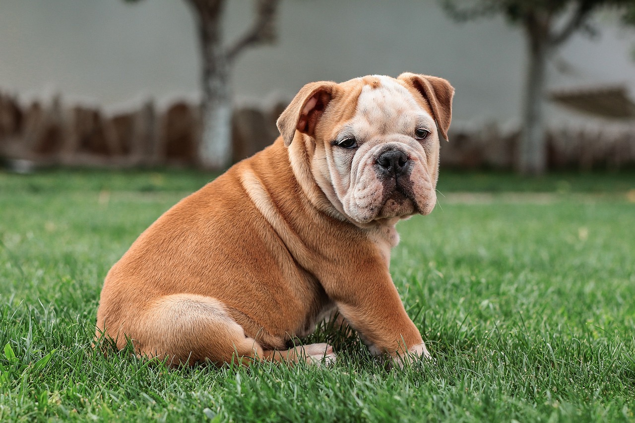 A young bulldog sitting on the grass, looking curiously at the camera.