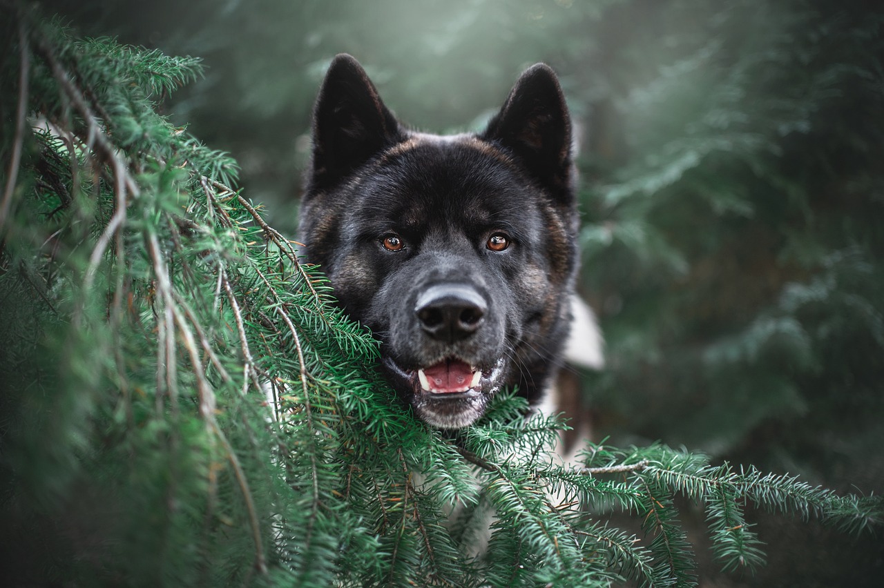 A dog peeking through greenery, displaying a curious expression with its tongue out.