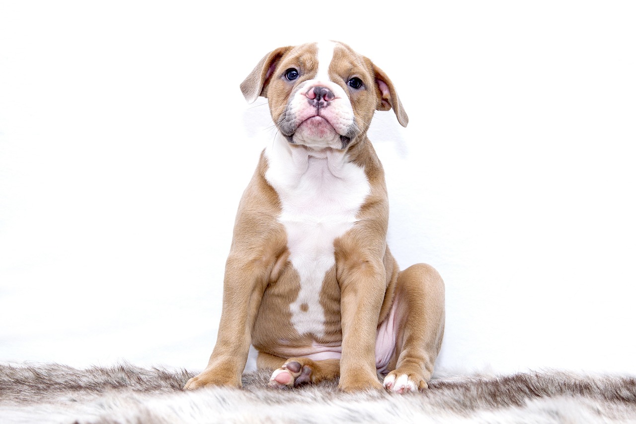 Comprehensive Guide to Dog Reviews: Tips for Choosing the Best Products