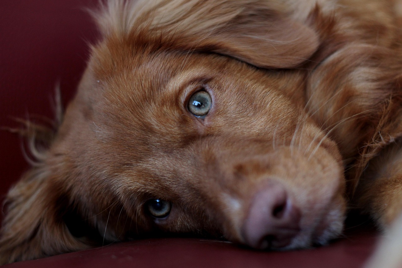 Essential Tips for Creating a Healthy Sleep Routine for Your Dog
